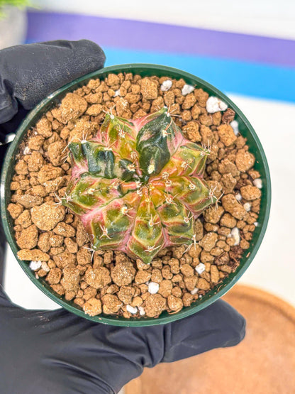 Gymnocalycium Neon (gy14) (g4) | Variegated cactus