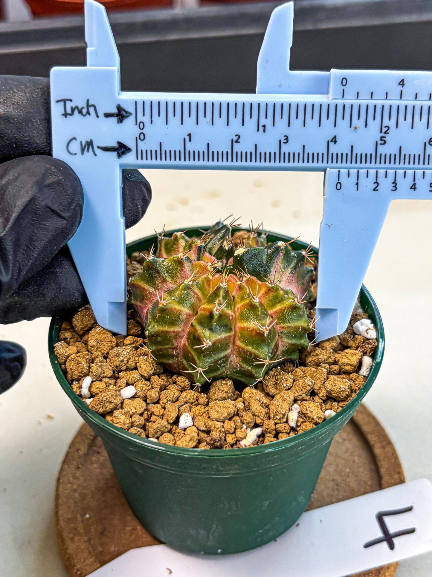 Gymnocalycium Neon (gy14) (g4) | Variegated cactus