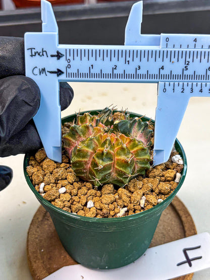 Gymnocalycium Neon (gy14) (g4) | Variegated cactus