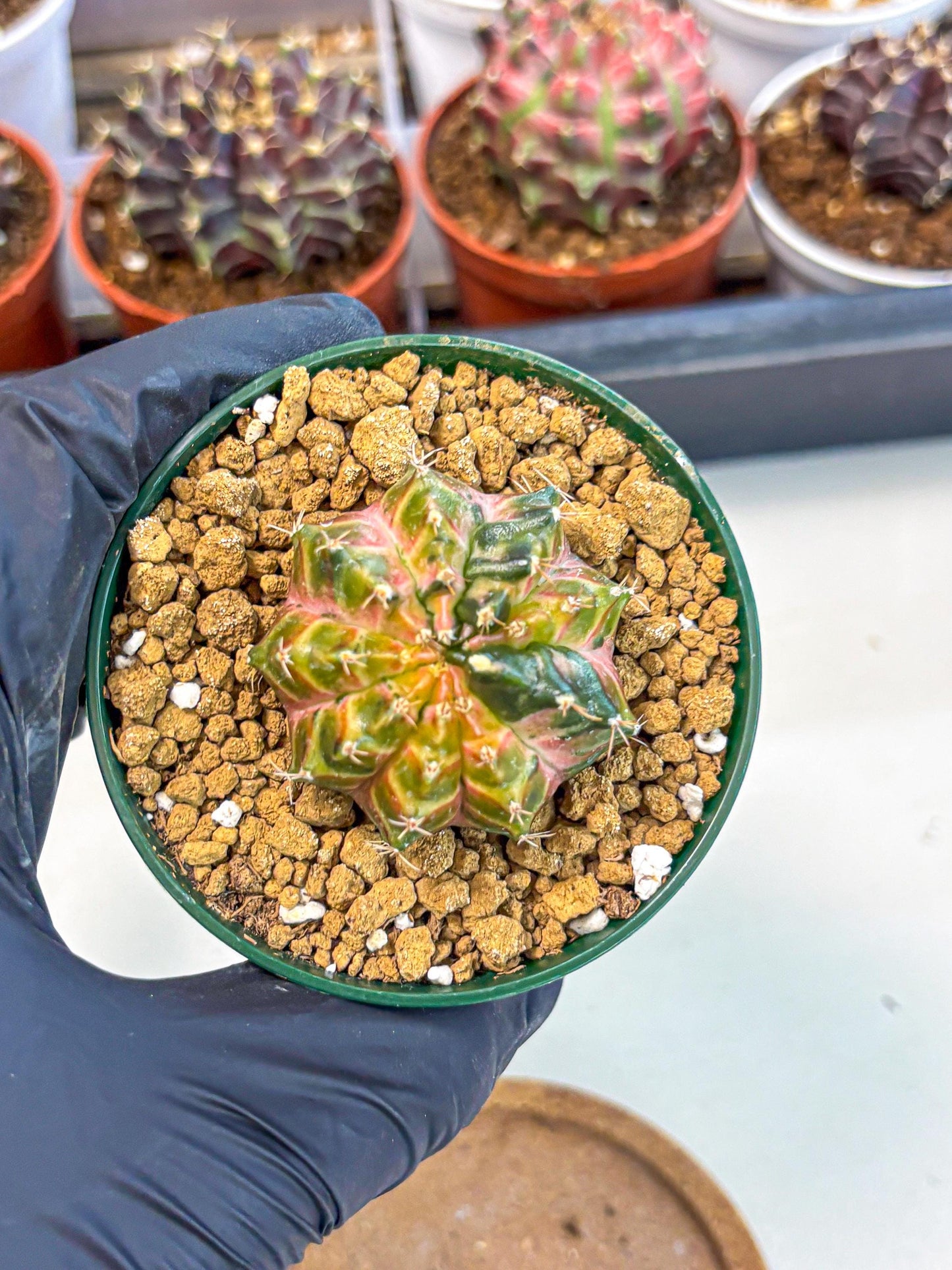 Gymnocalycium Neon (gy14) (g4) | Variegated cactus