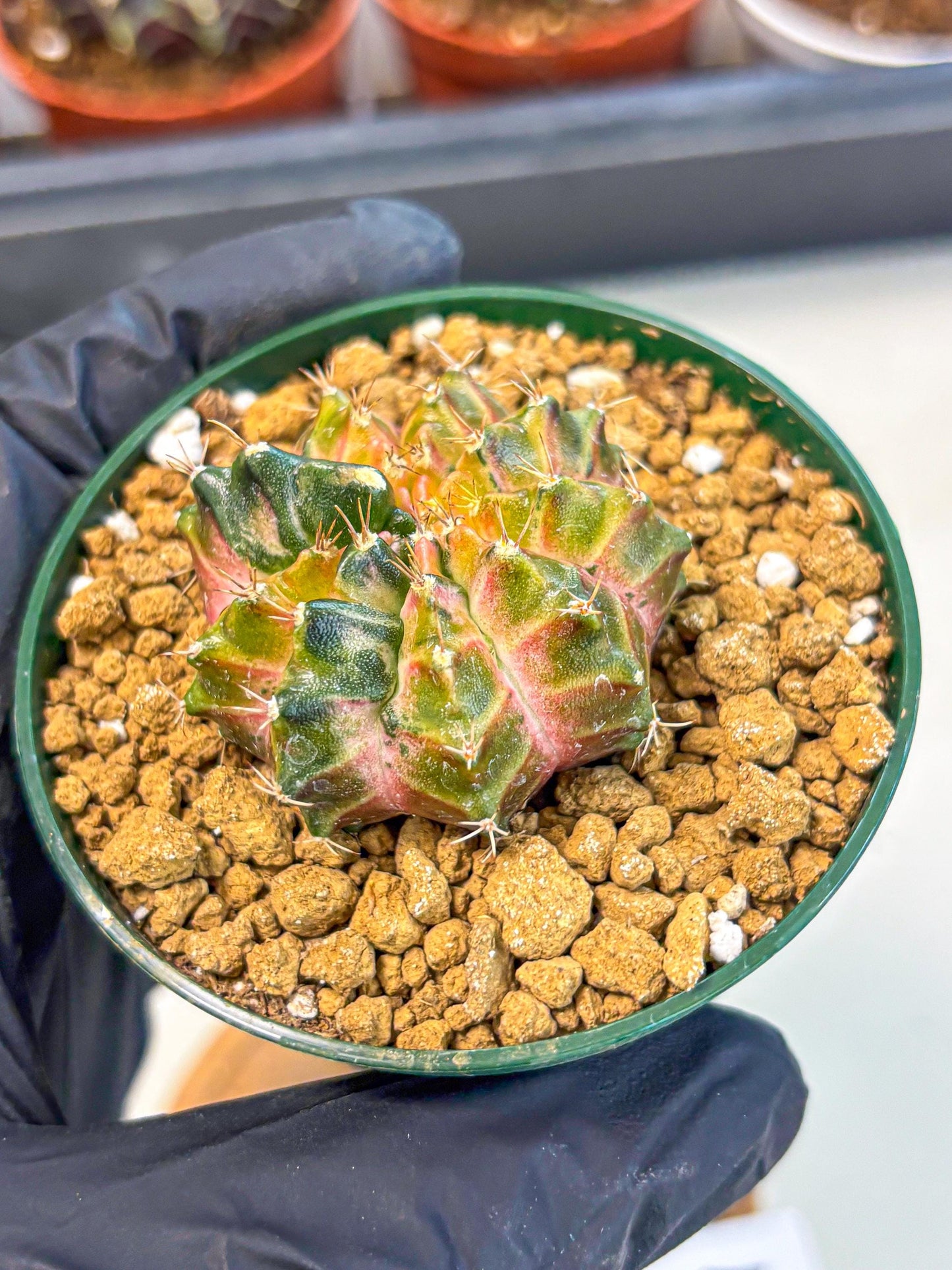 Gymnocalycium Neon (gy14) (g4) | Variegated cactus