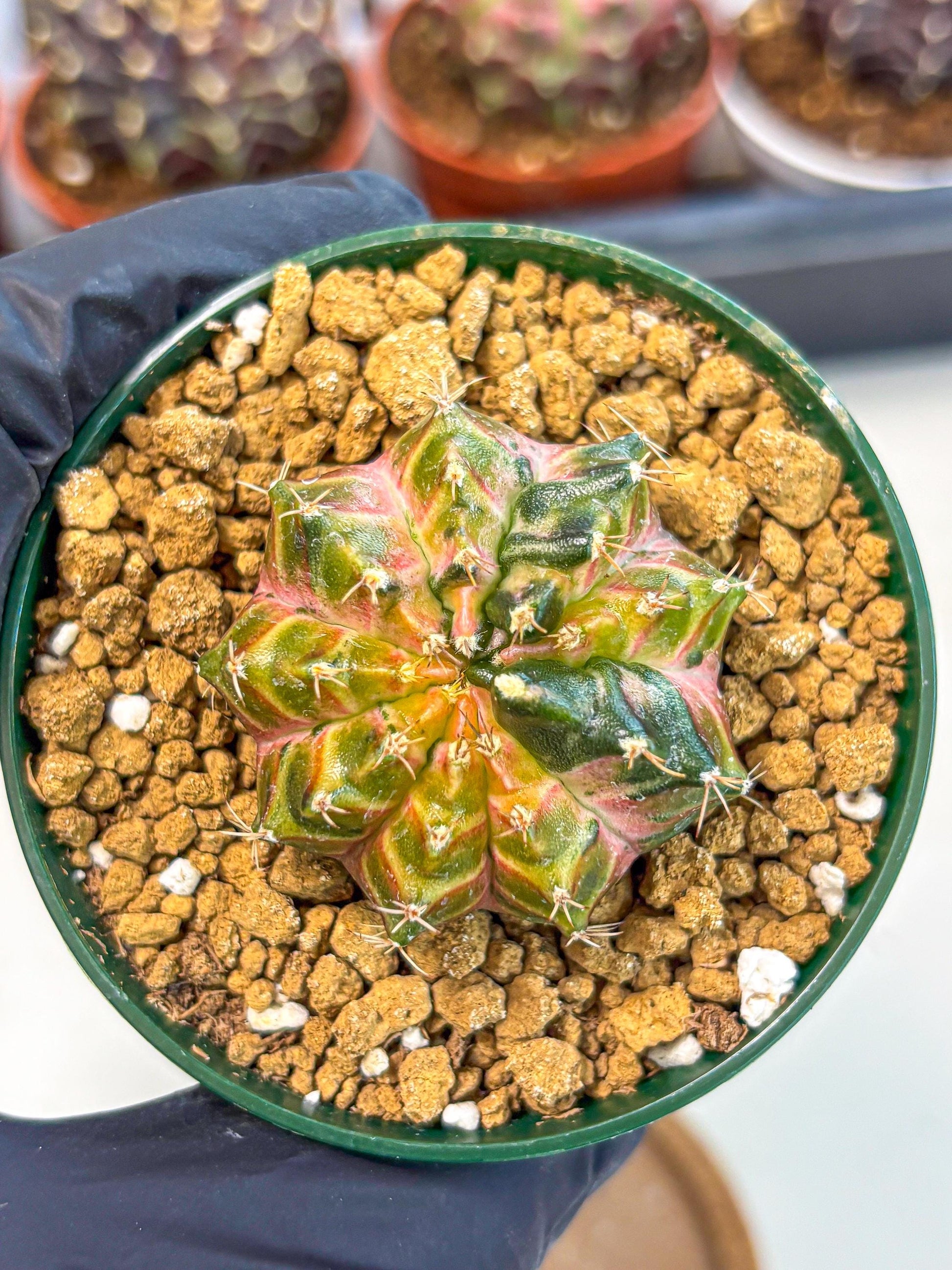 Gymnocalycium Neon (gy14) (g4) | Variegated cactus