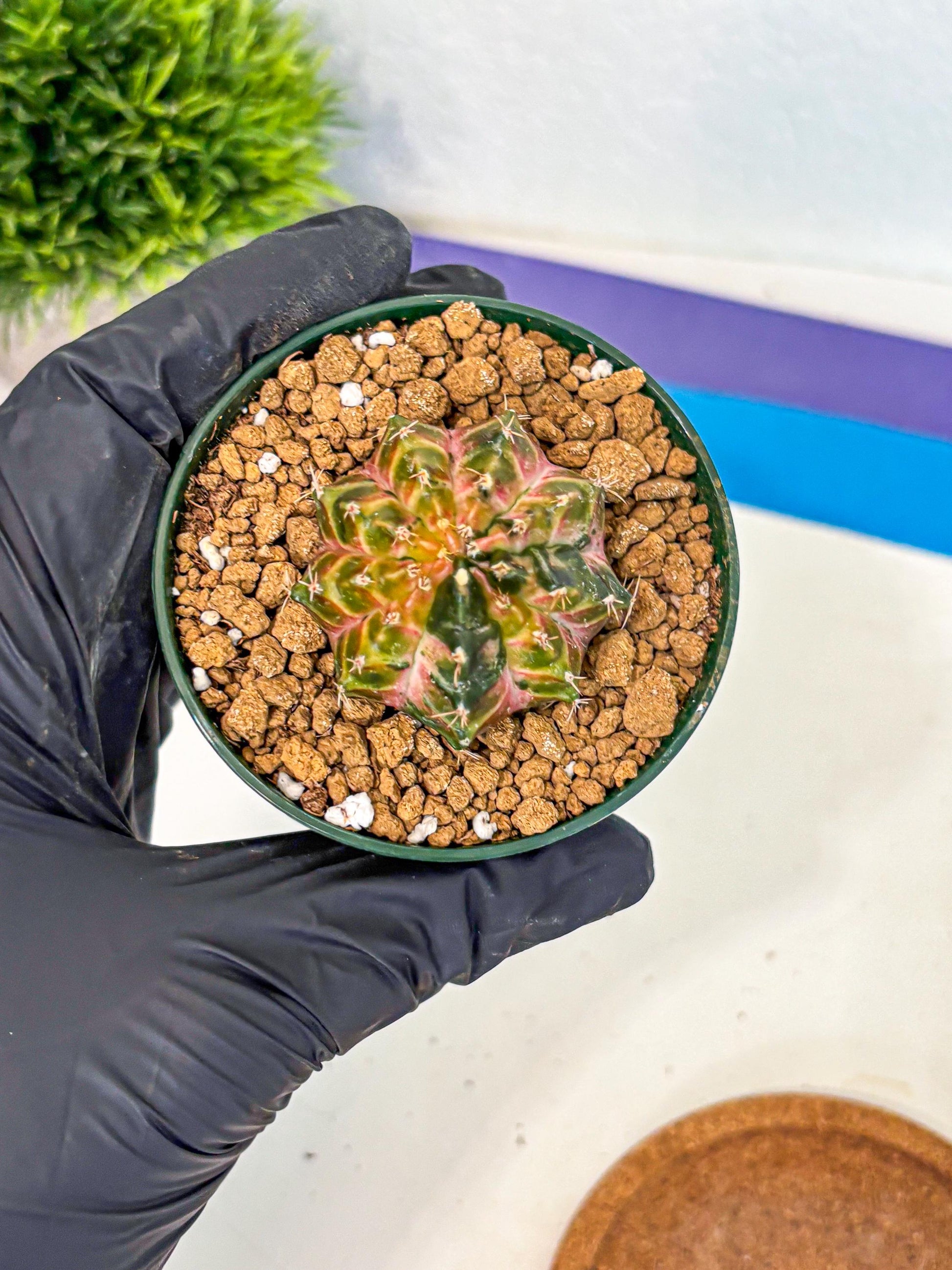 Gymnocalycium Neon (gy14) (g4) | Variegated cactus