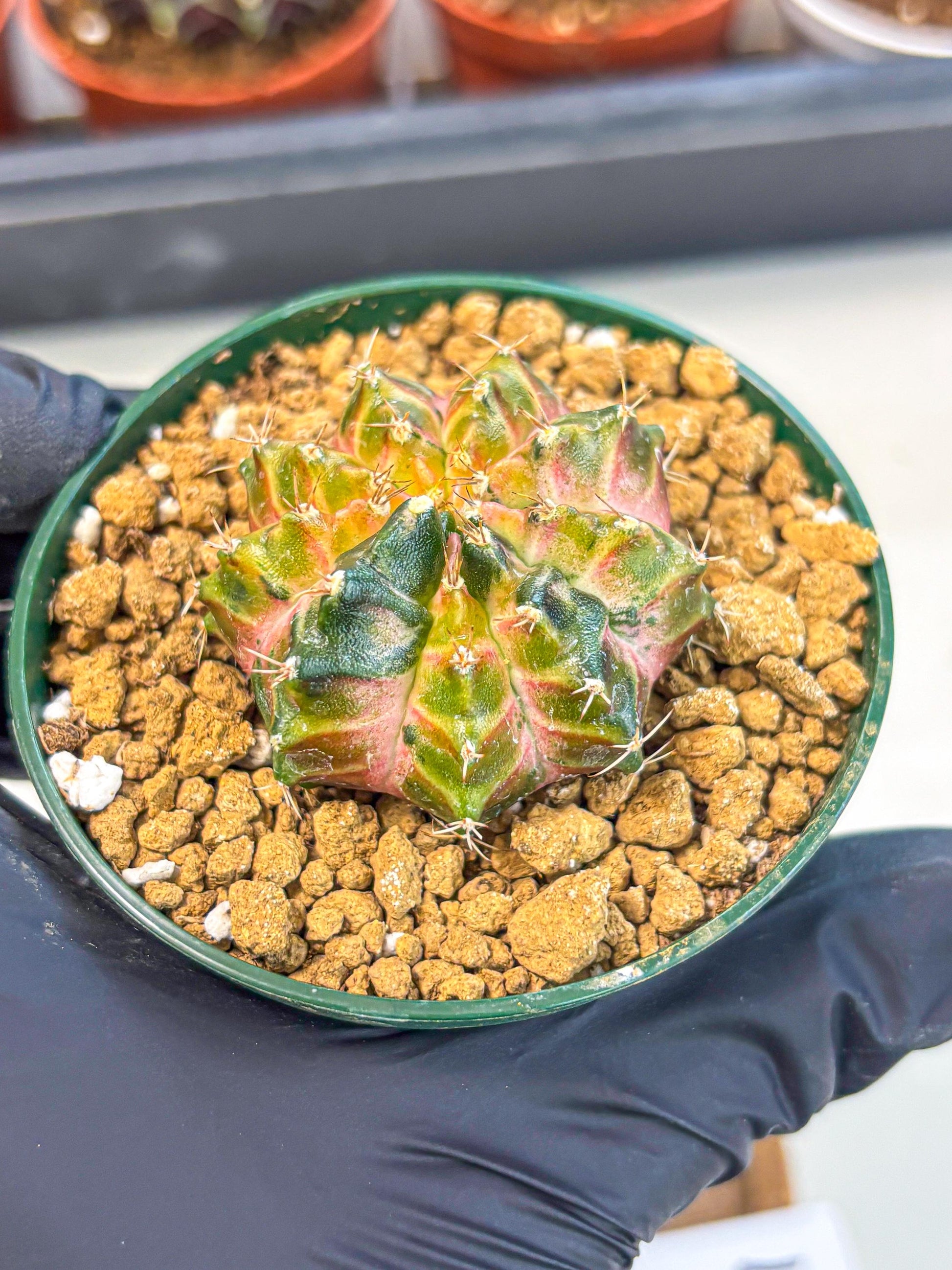Gymnocalycium Neon (gy14) (g4) | Variegated cactus