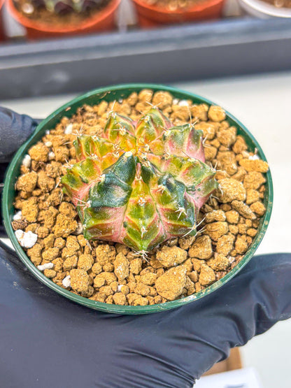 Gymnocalycium Neon (gy14) (g4) | Variegated cactus