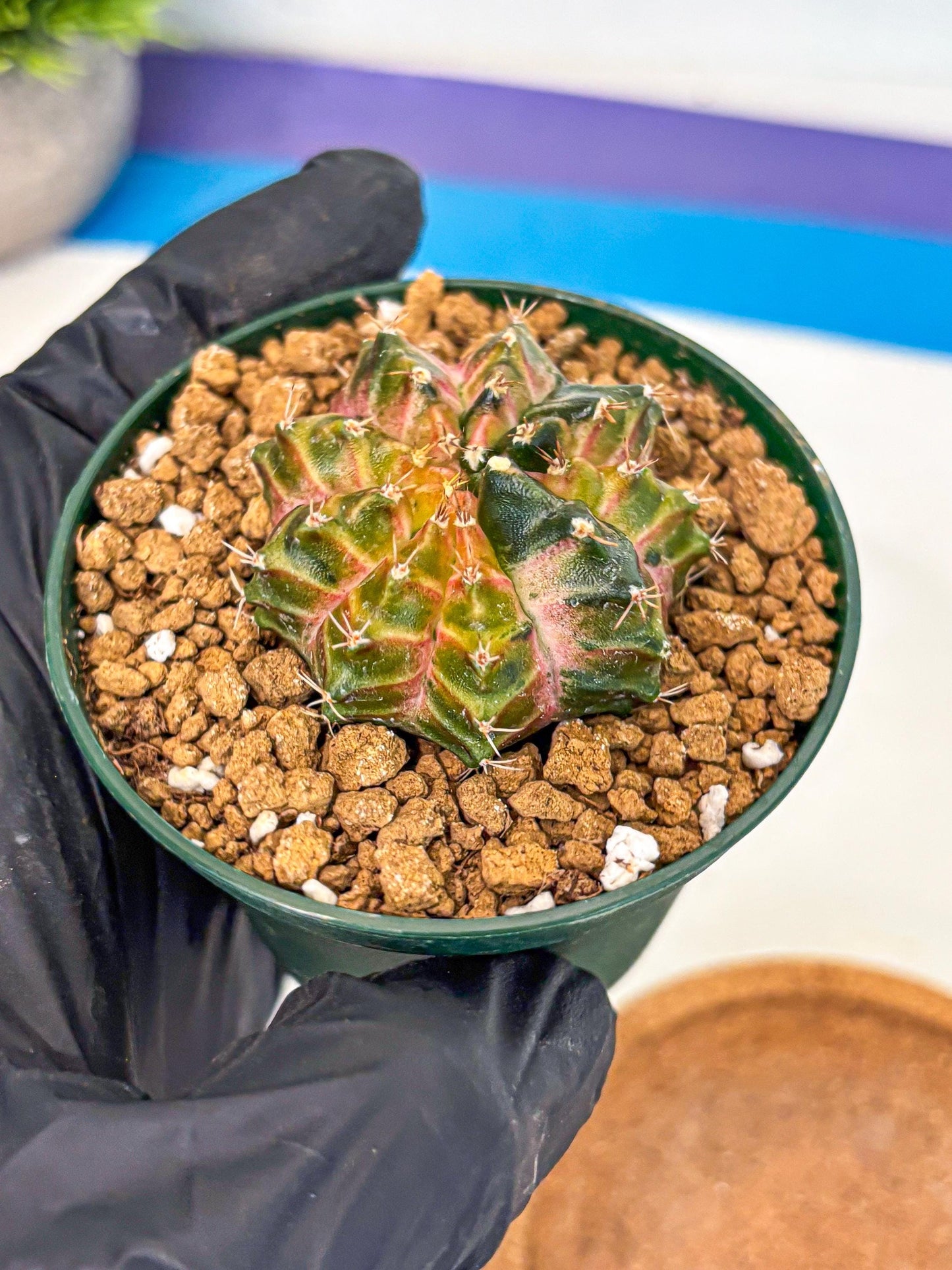 Gymnocalycium Neon (gy14) (g4) | Variegated cactus