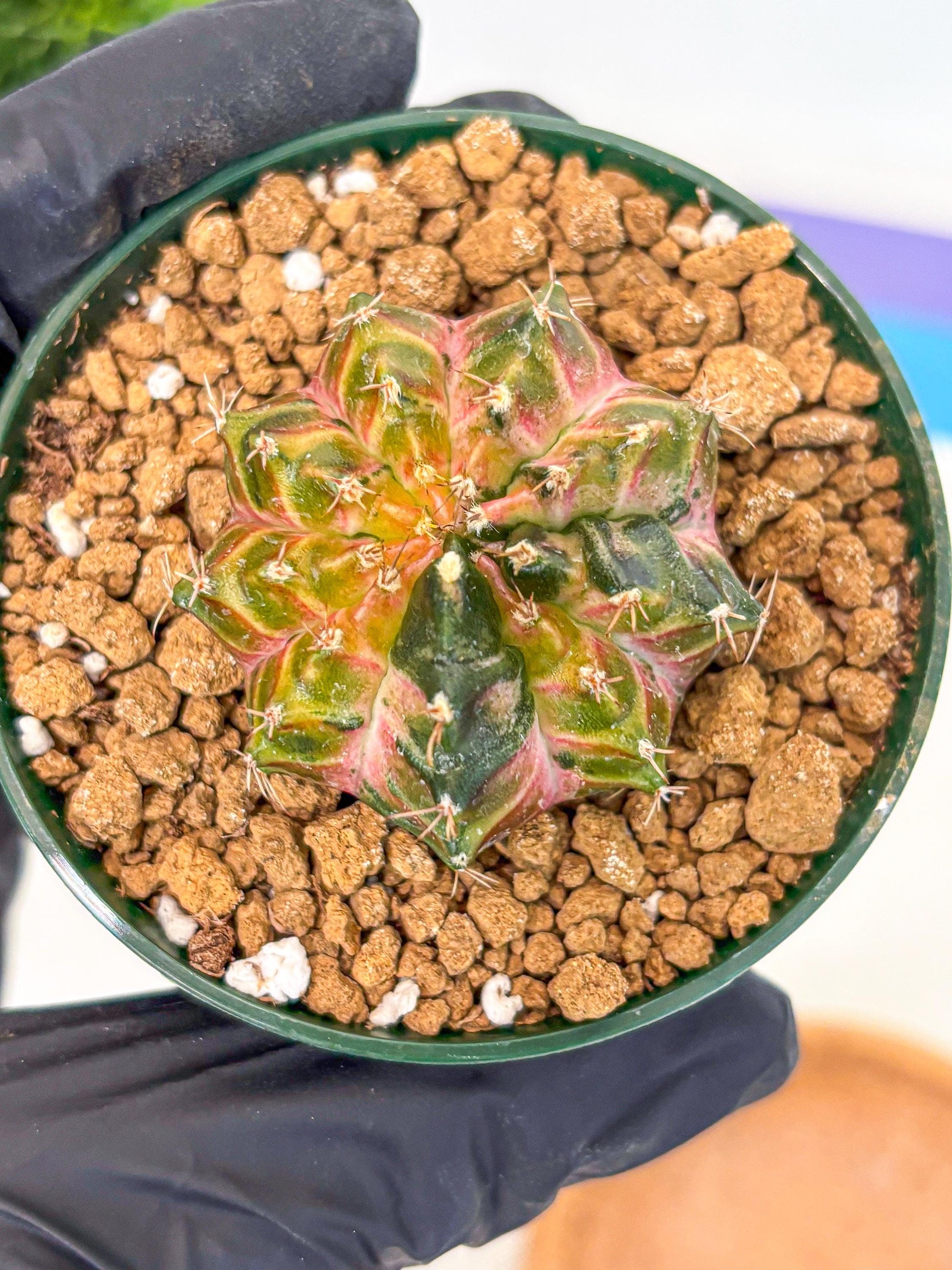 Gymnocalycium Neon (gy14) (g4) | Variegated cactus