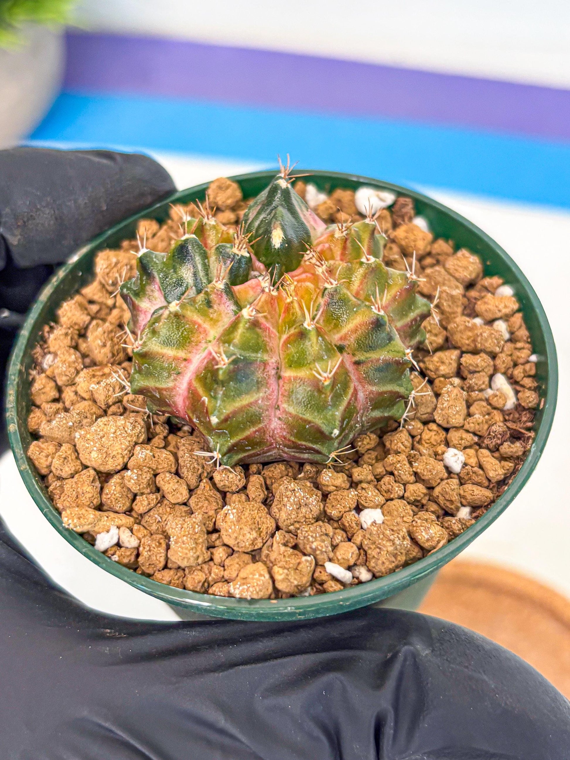 Gymnocalycium Neon (gy14) (g4) | Variegated cactus