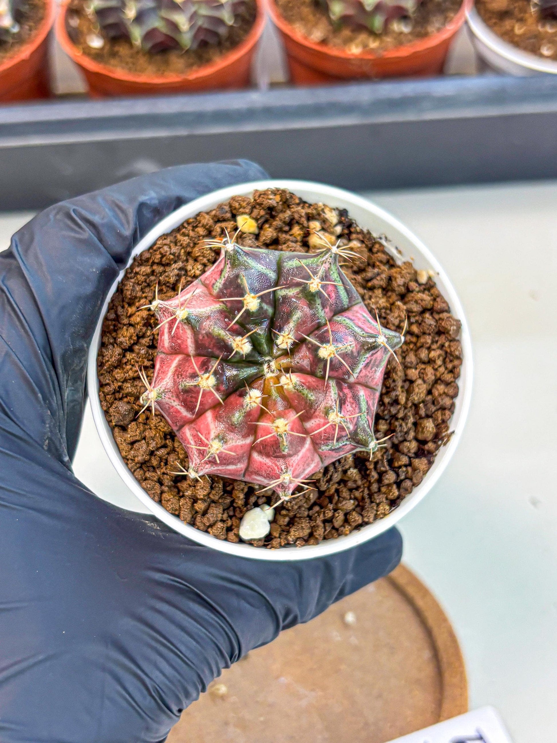 Gymnocalycium Neon (gy14) (g5) | Variegated cactus