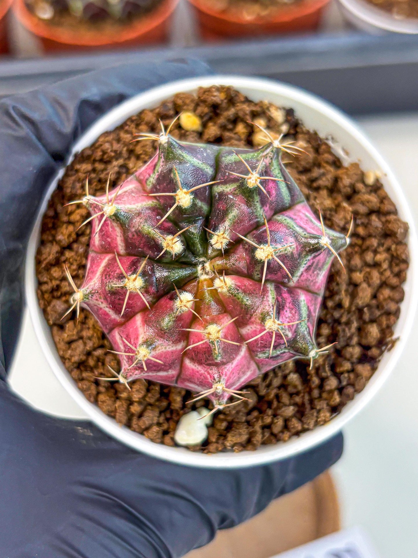 Gymnocalycium Neon (gy14) (g5) | Variegated cactus