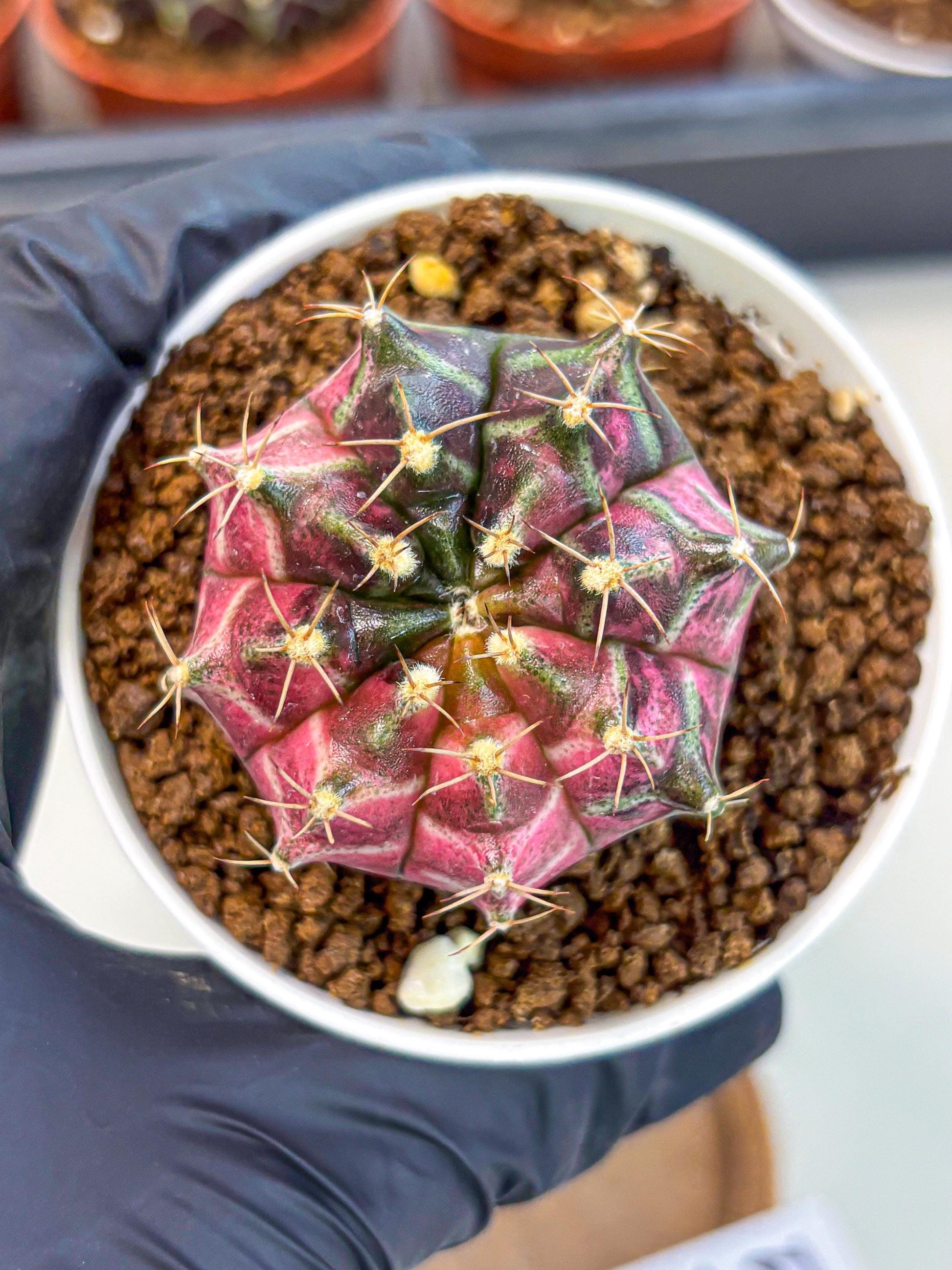 Gymnocalycium Neon (gy14) (g5) | Variegated cactus