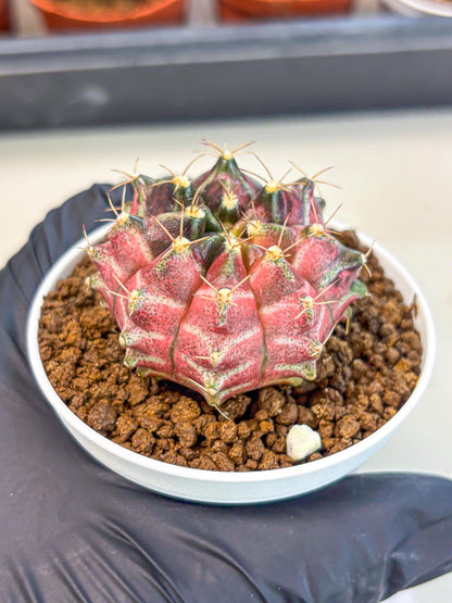 Gymnocalycium Neon (gy14) (g5) | Variegated cactus