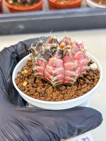 Gymnocalycium Neon (gy14) (g5) | Variegated cactus