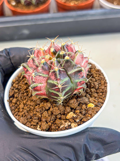 Gymnocalycium Neon (gy14) (g5) | Variegated cactus