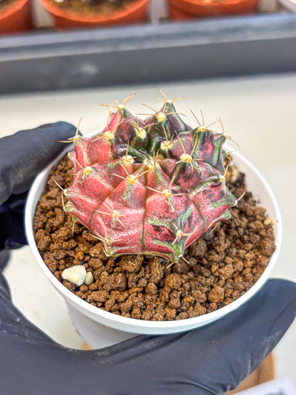 Gymnocalycium Neon (gy14) (g5) | Variegated cactus
