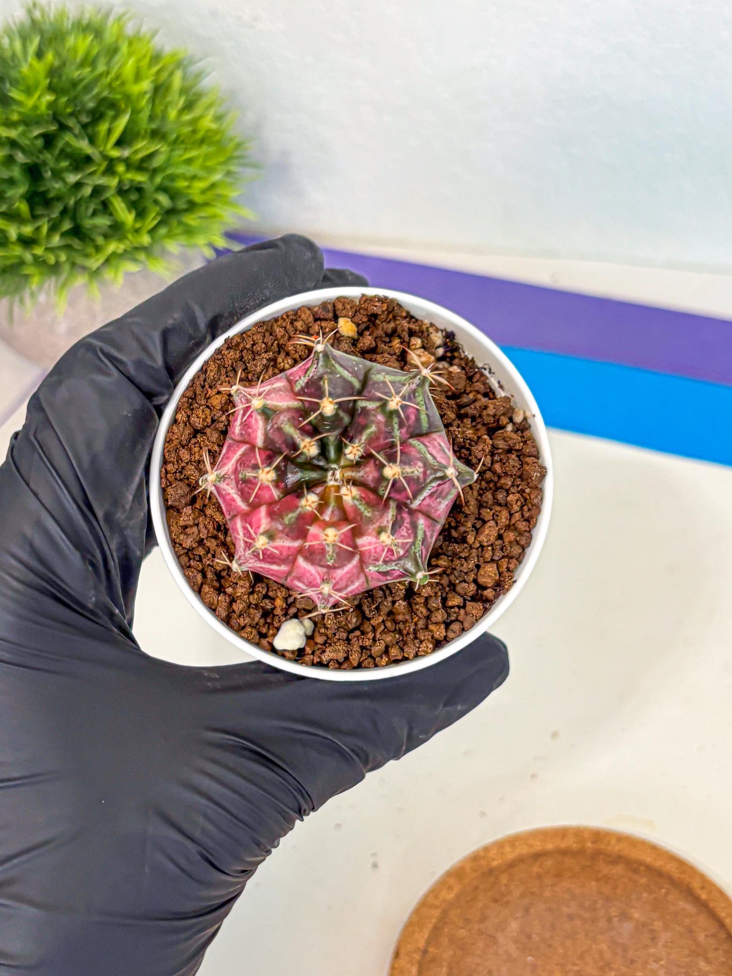 Gymnocalycium Neon (gy14) (g5) | Variegated cactus