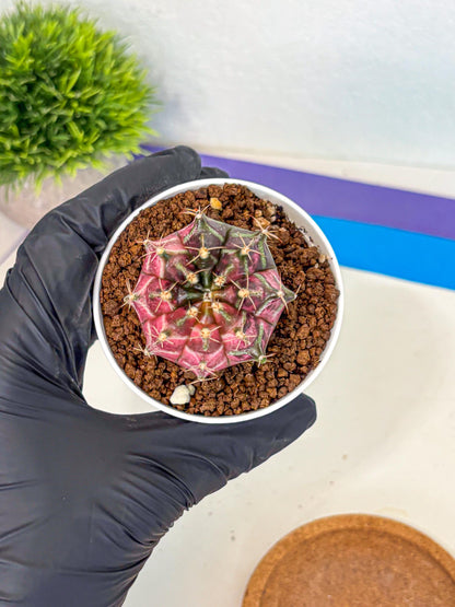 Gymnocalycium Neon (gy14) (g5) | Variegated cactus