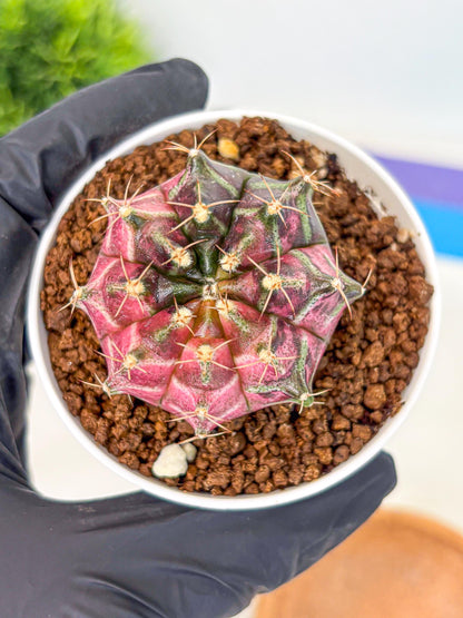 Gymnocalycium Neon (gy14) (g5) | Variegated cactus