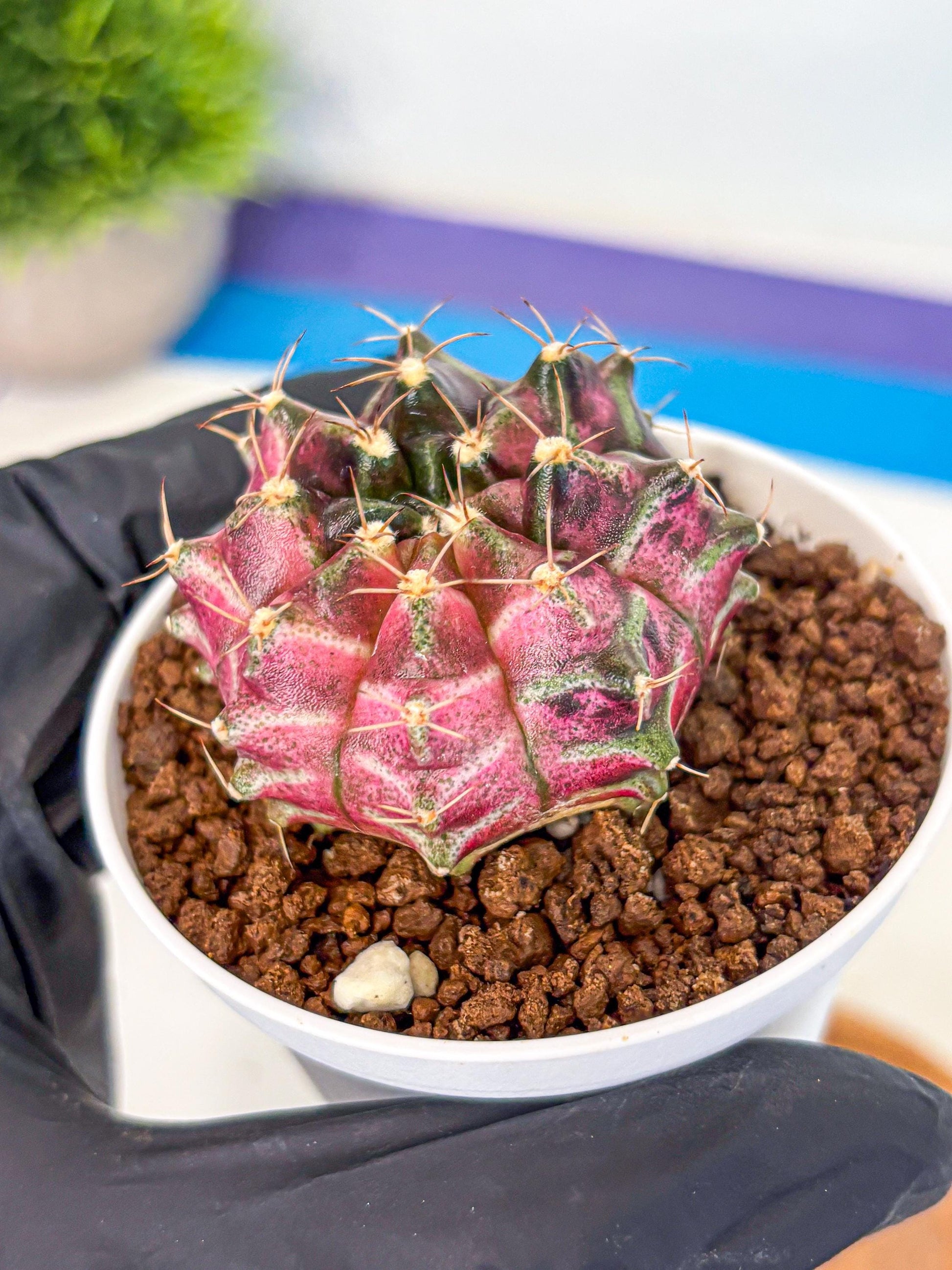 Gymnocalycium Neon (gy14) (g5) | Variegated cactus