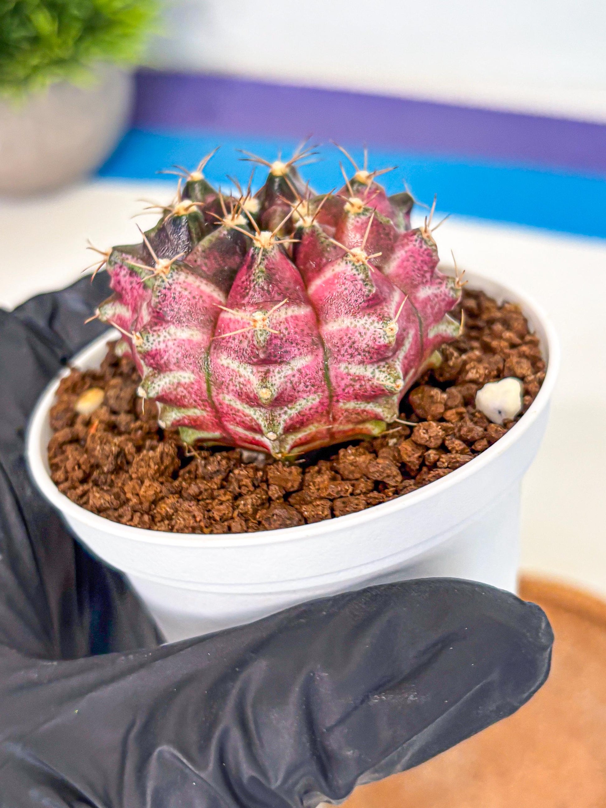 Gymnocalycium Neon (gy14) (g5) | Variegated cactus