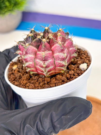 Gymnocalycium Neon (gy14) (g5) | Variegated cactus