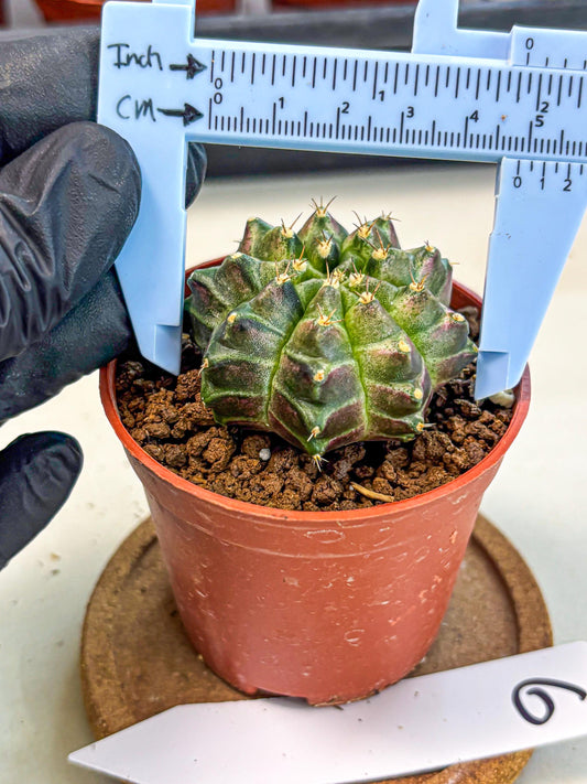 Gymnocalycium Neon (gy14) (g6) | Variegated cactus