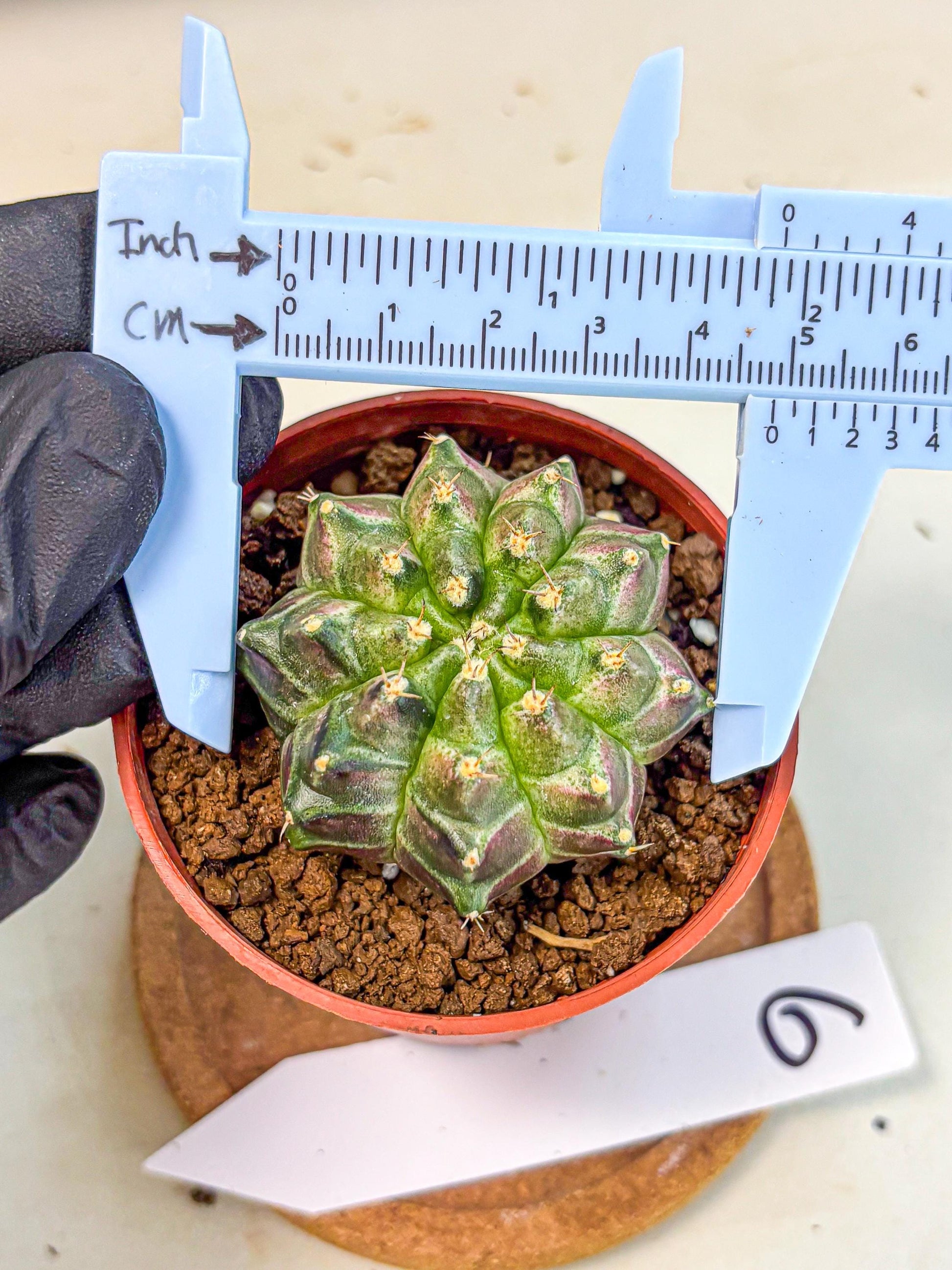 Gymnocalycium Neon (gy14) (g6) | Variegated cactus
