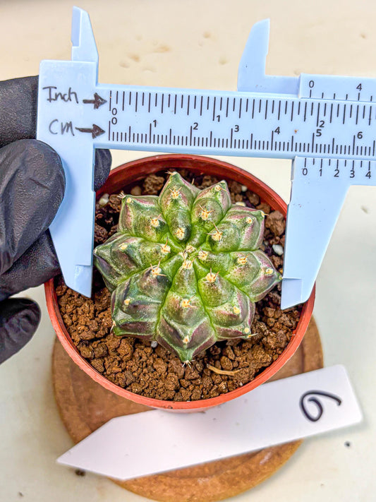 Gymnocalycium Neon (gy14) (g6) | Variegated cactus