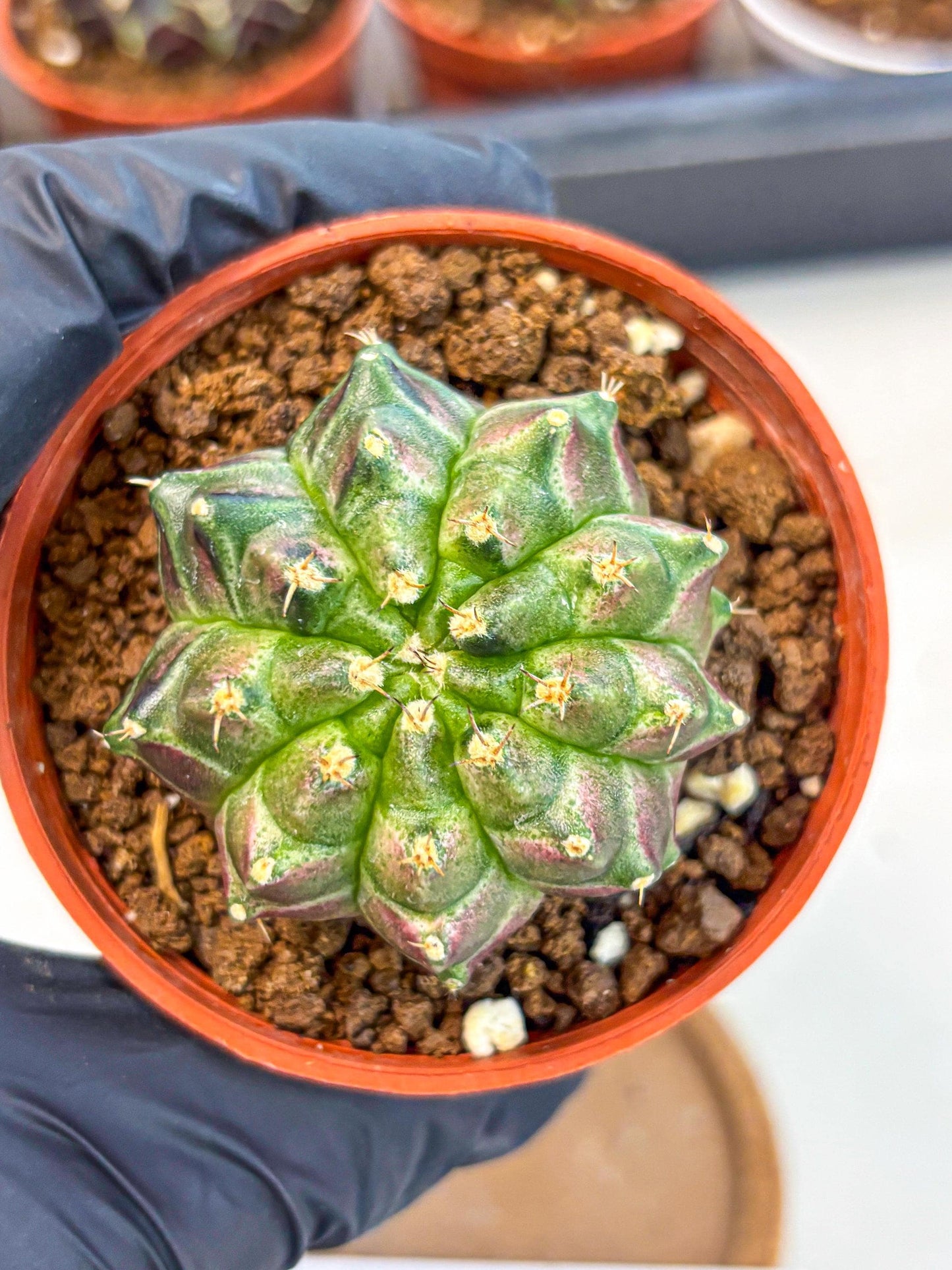 Gymnocalycium Neon (gy14) (g6) | Variegated cactus