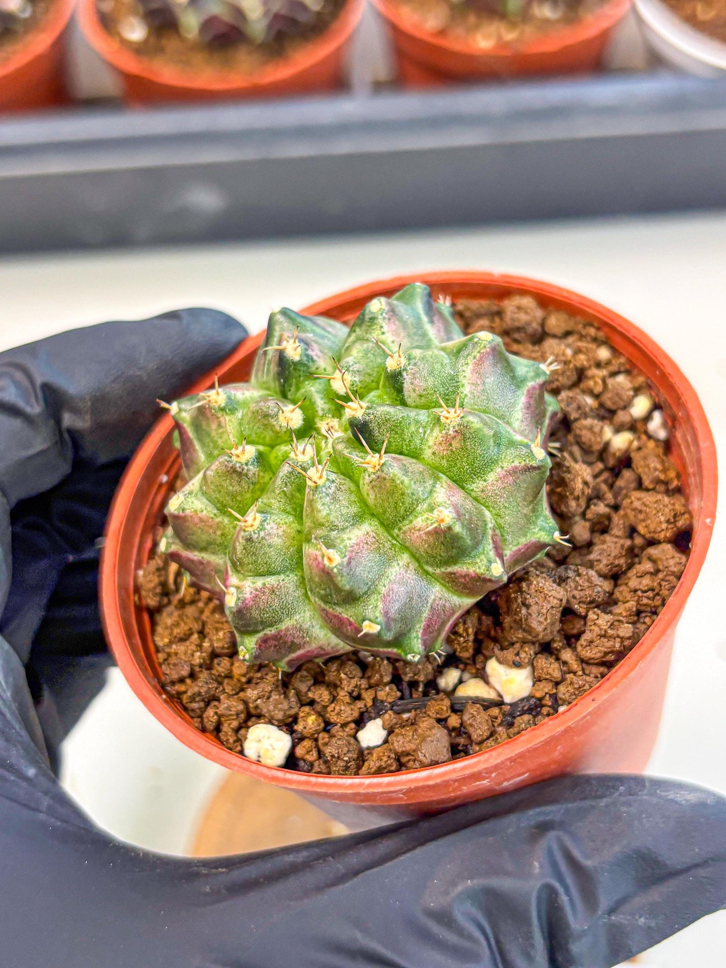 Gymnocalycium Neon (gy14) (g6) | Variegated cactus