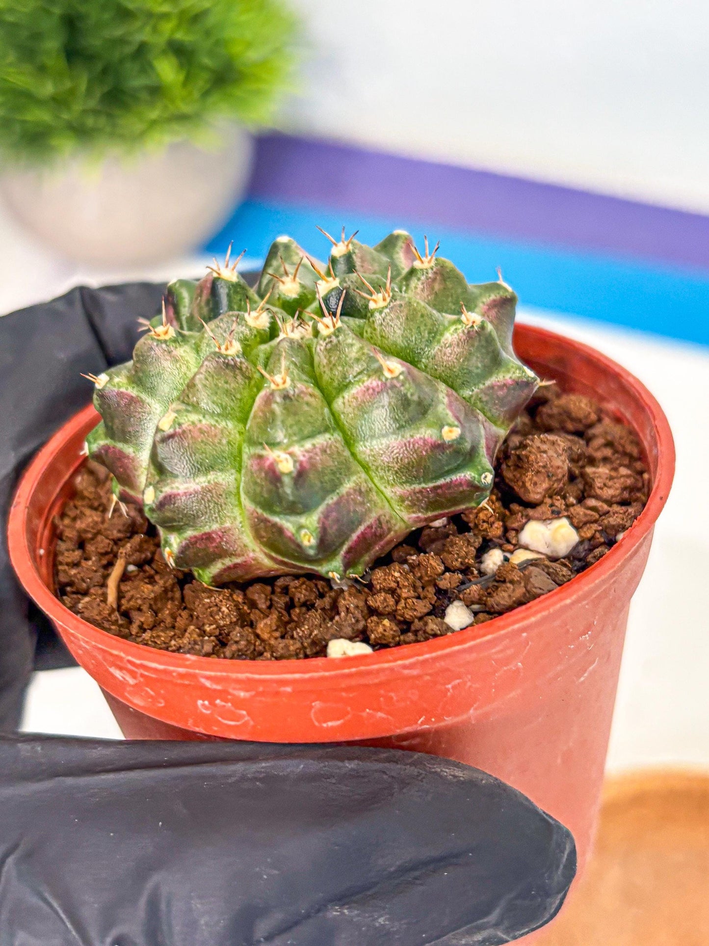 Gymnocalycium Neon (gy14) (g6) | Variegated cactus
