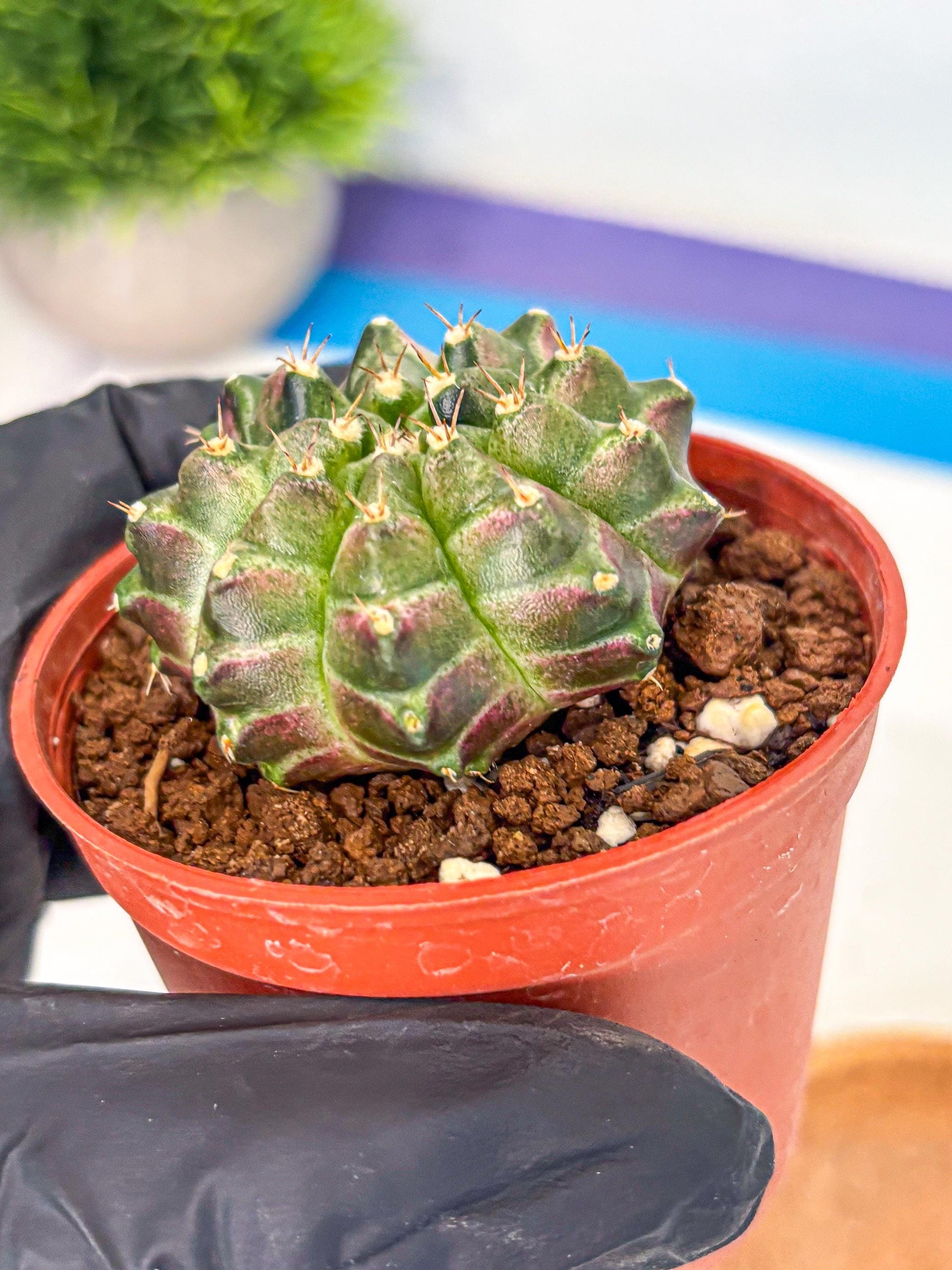 Gymnocalycium Neon (gy14) (g6) | Variegated cactus