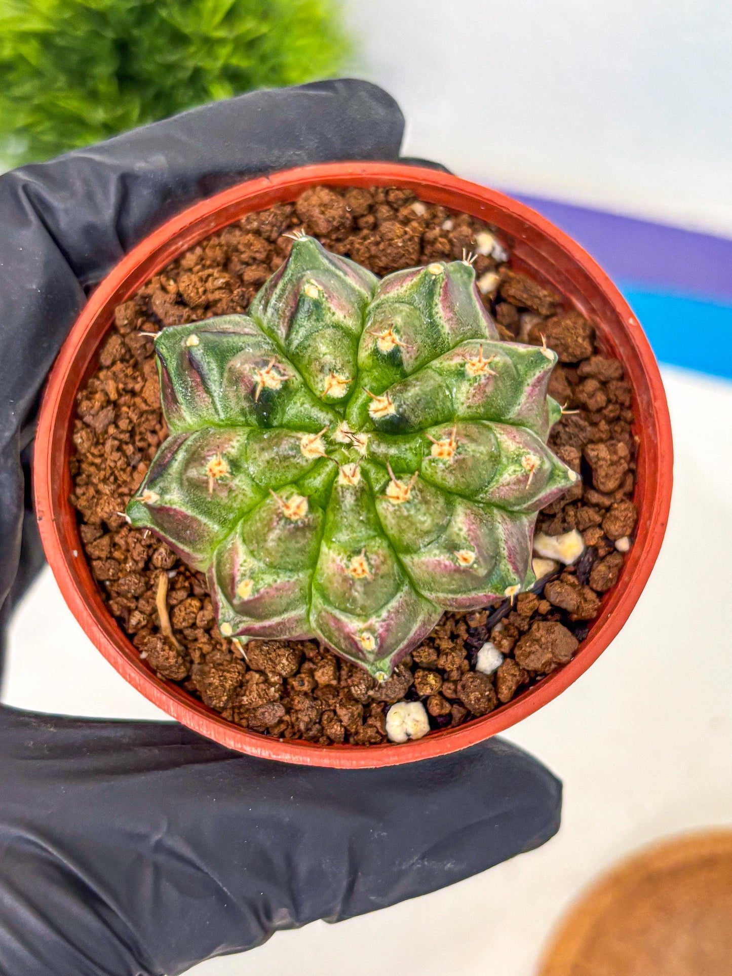 Gymnocalycium Neon (gy14) (g6) | Variegated cactus