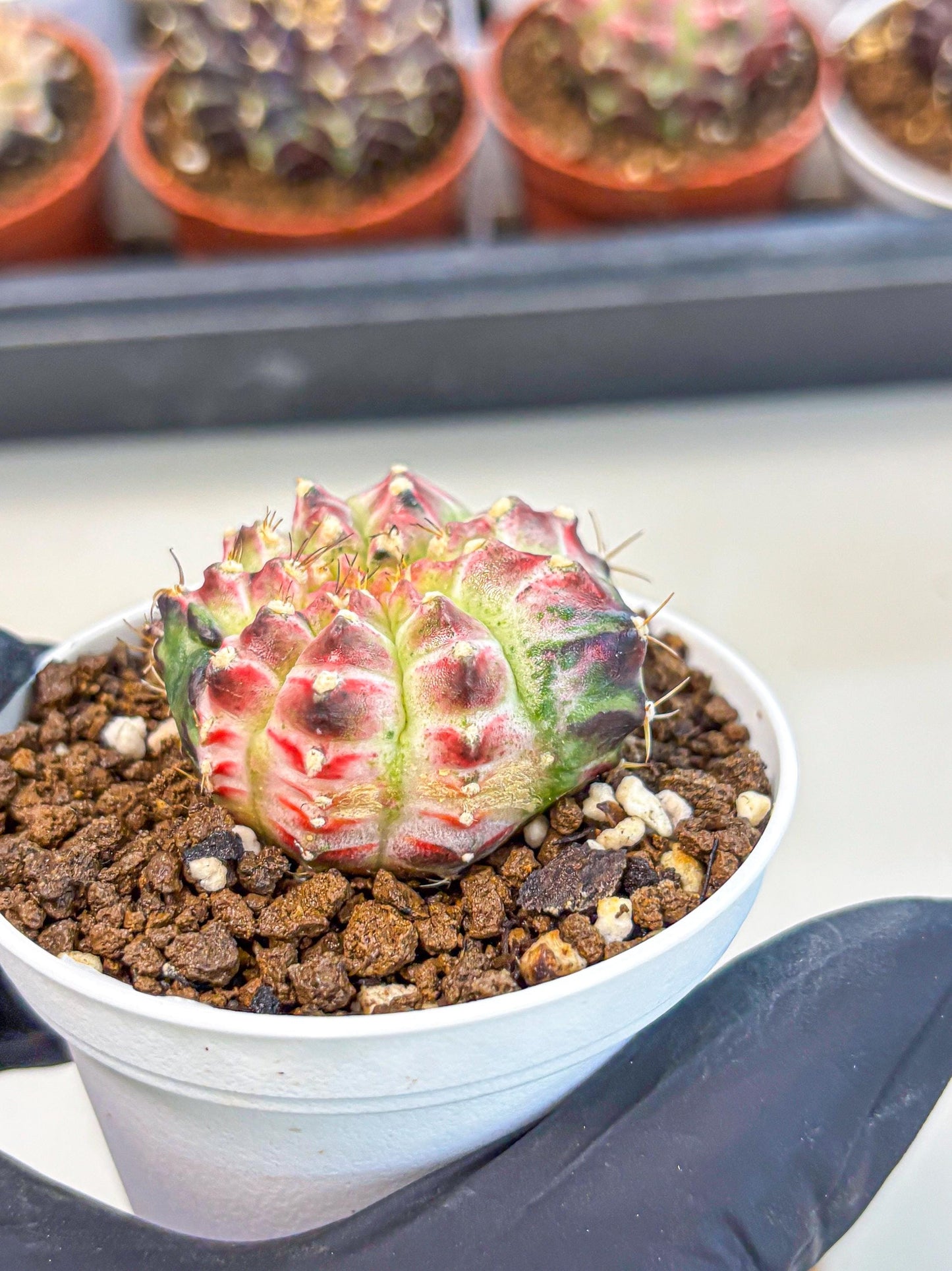 Gymnocalycium Neon (gy14) (g7) | Variegated cactus