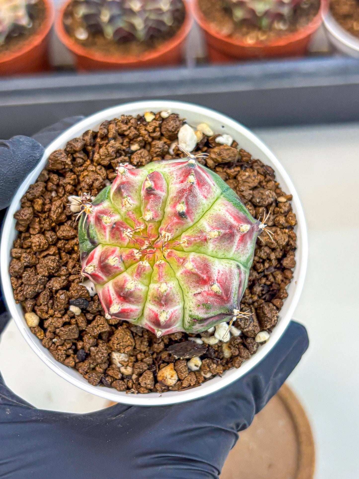 Gymnocalycium Neon (gy14) (g7) | Variegated cactus
