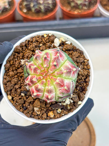 Gymnocalycium Neon (gy14) (g7) | Variegated cactus