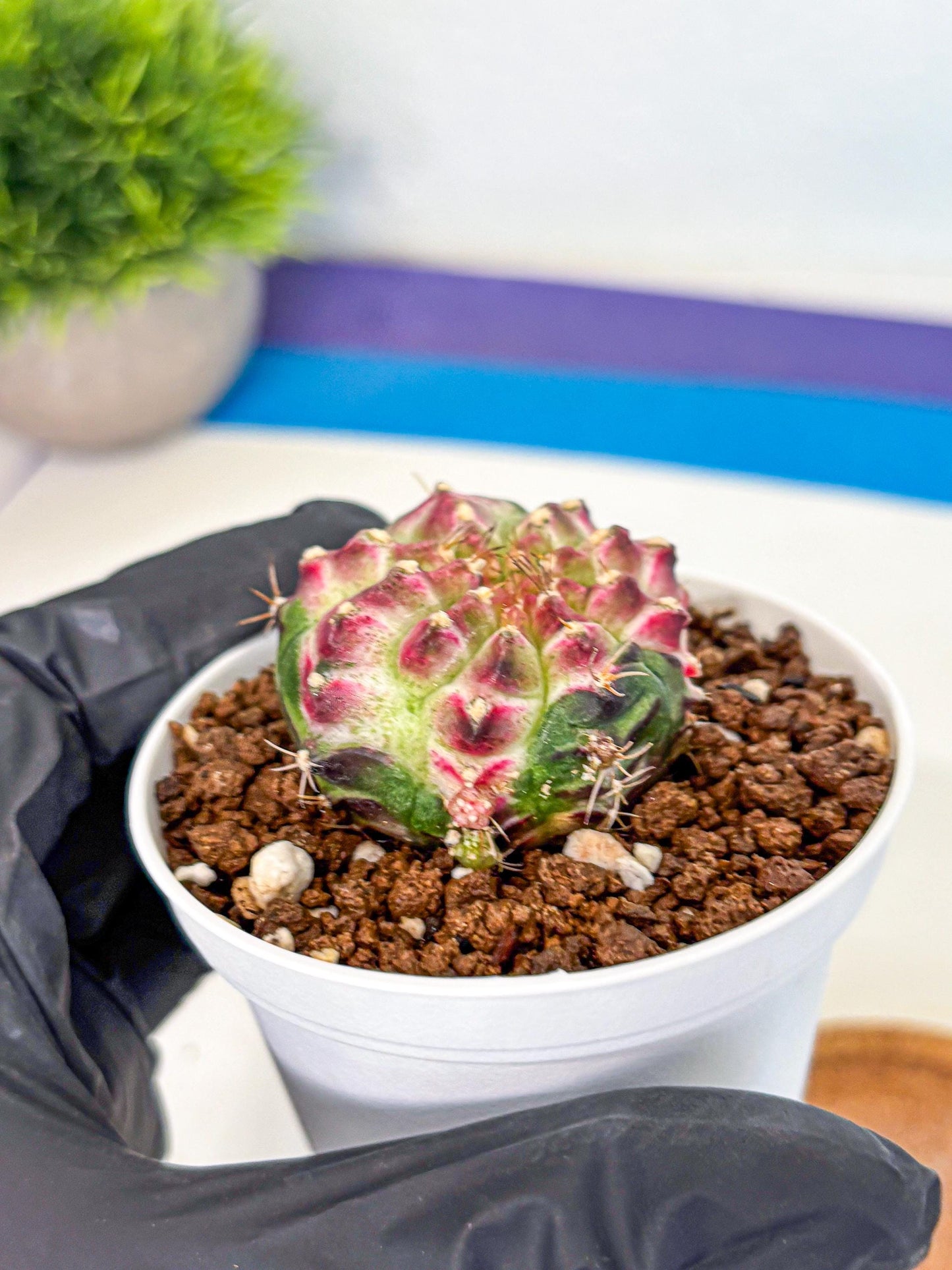 Gymnocalycium Neon (gy14) (g7) | Variegated cactus
