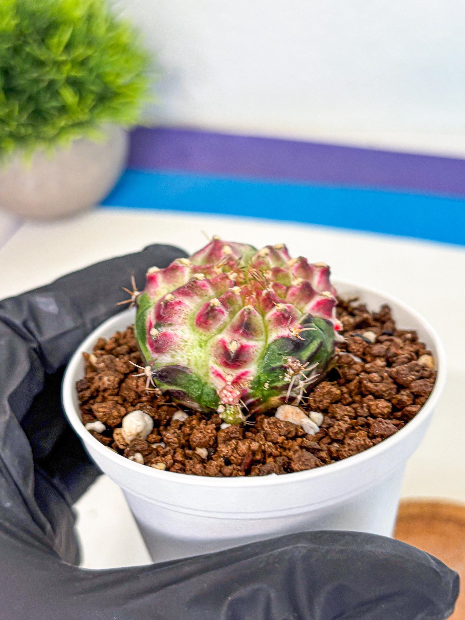 Gymnocalycium Neon (gy14) (g7) | Variegated cactus