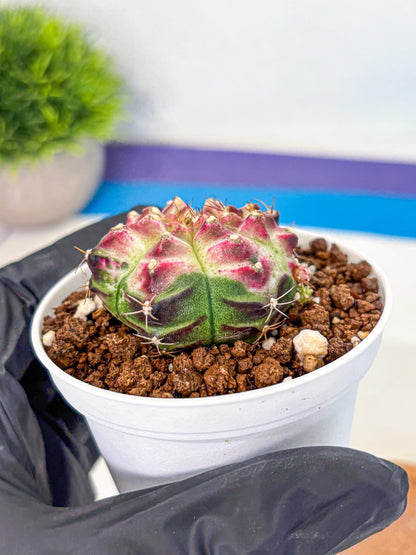 Gymnocalycium Neon (gy14) (g7) | Variegated cactus