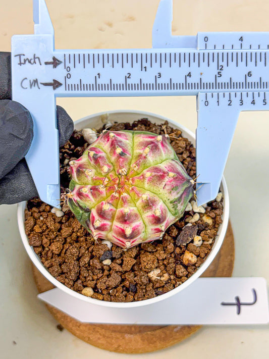 Gymnocalycium Neon (gy14) (g7) | Variegated cactus