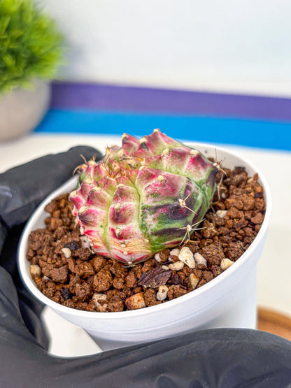 Gymnocalycium Neon (gy14) (g7) | Variegated cactus
