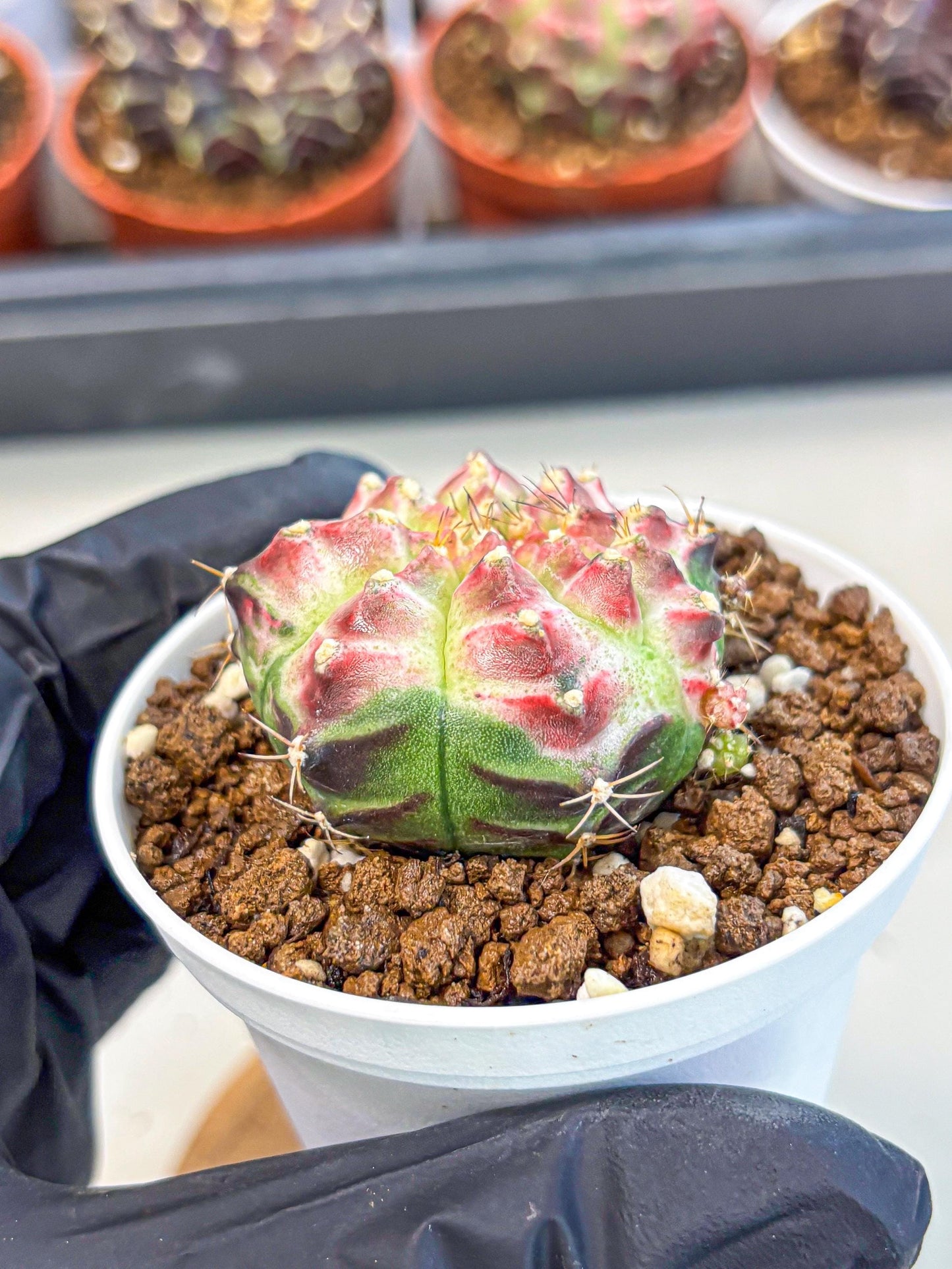 Gymnocalycium Neon (gy14) (g7) | Variegated cactus