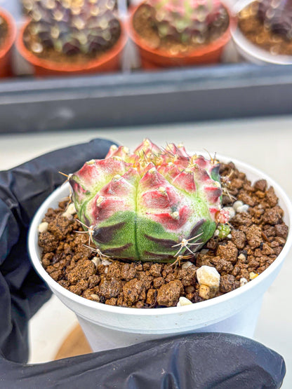 Gymnocalycium Neon (gy14) (g7) | Variegated cactus