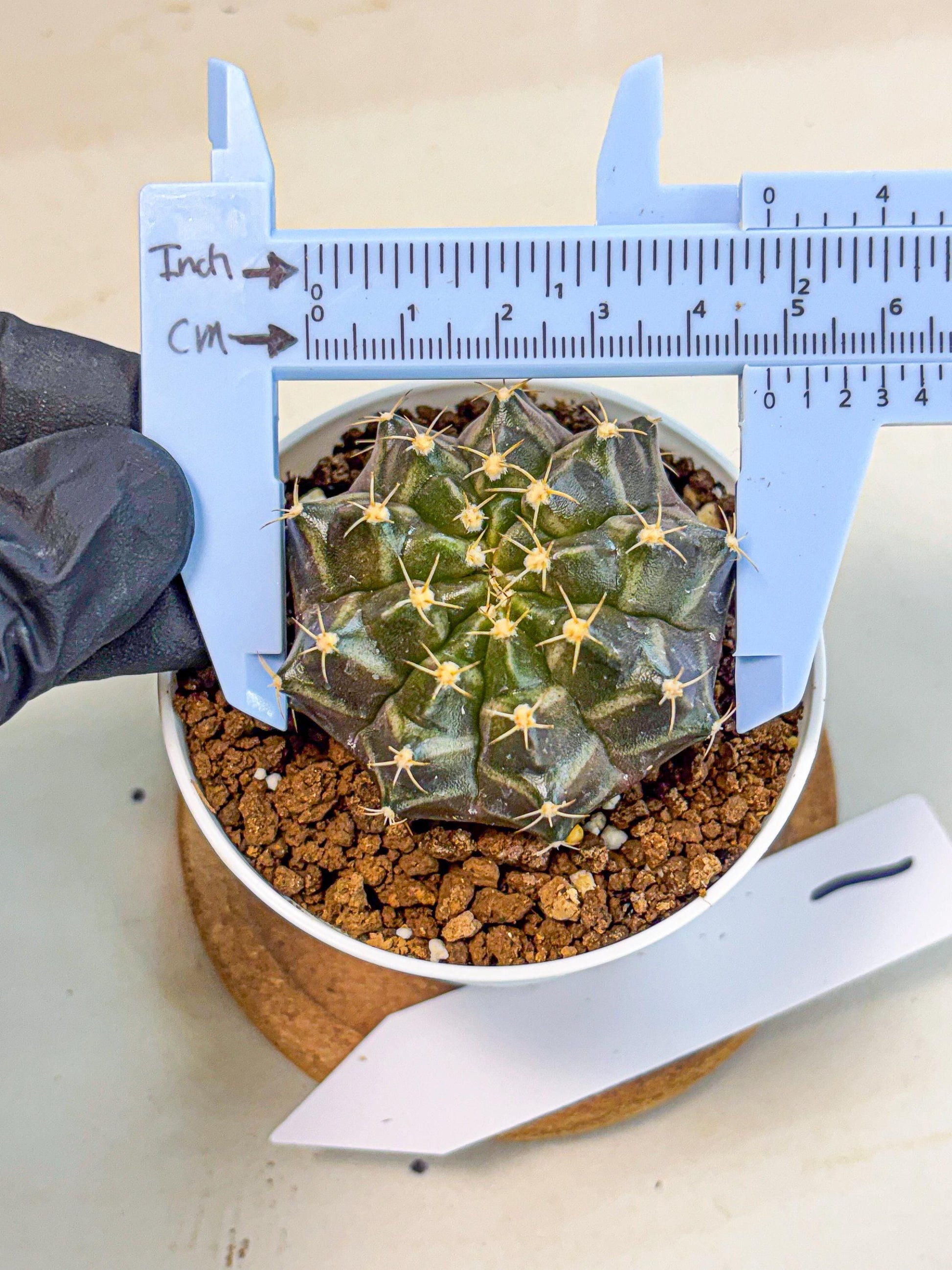 Gymnocalycium Neon (gy14) (p1) | Variegated cactus