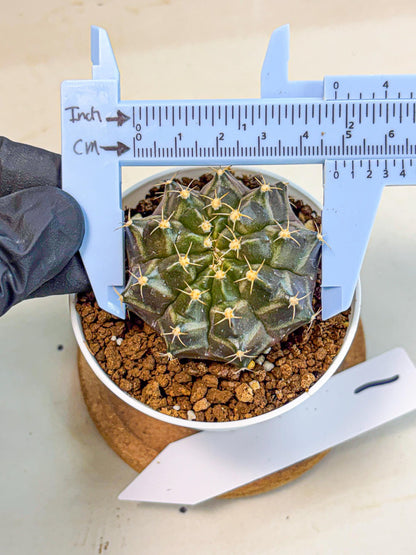 Gymnocalycium Neon (gy14) (p1) | Variegated cactus