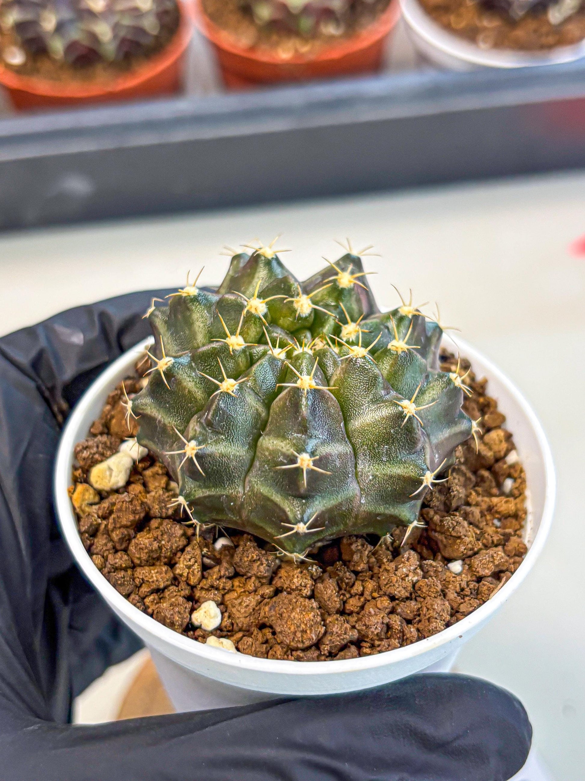 Gymnocalycium Neon (gy14) (p1) | Variegated cactus