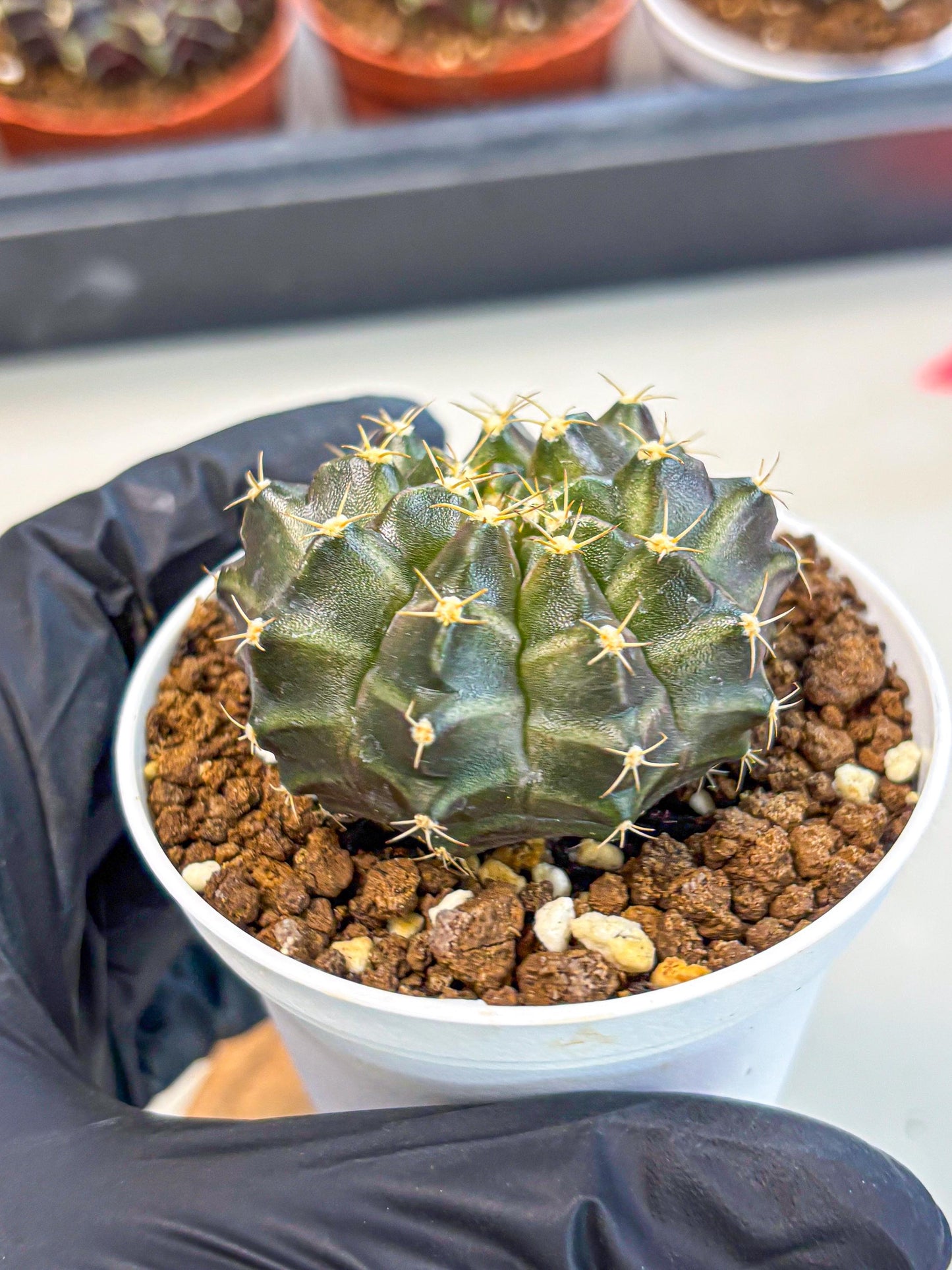 Gymnocalycium Neon (gy14) (p1) | Variegated cactus