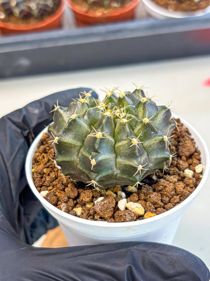 Gymnocalycium Neon (gy14) (p1) | Variegated cactus