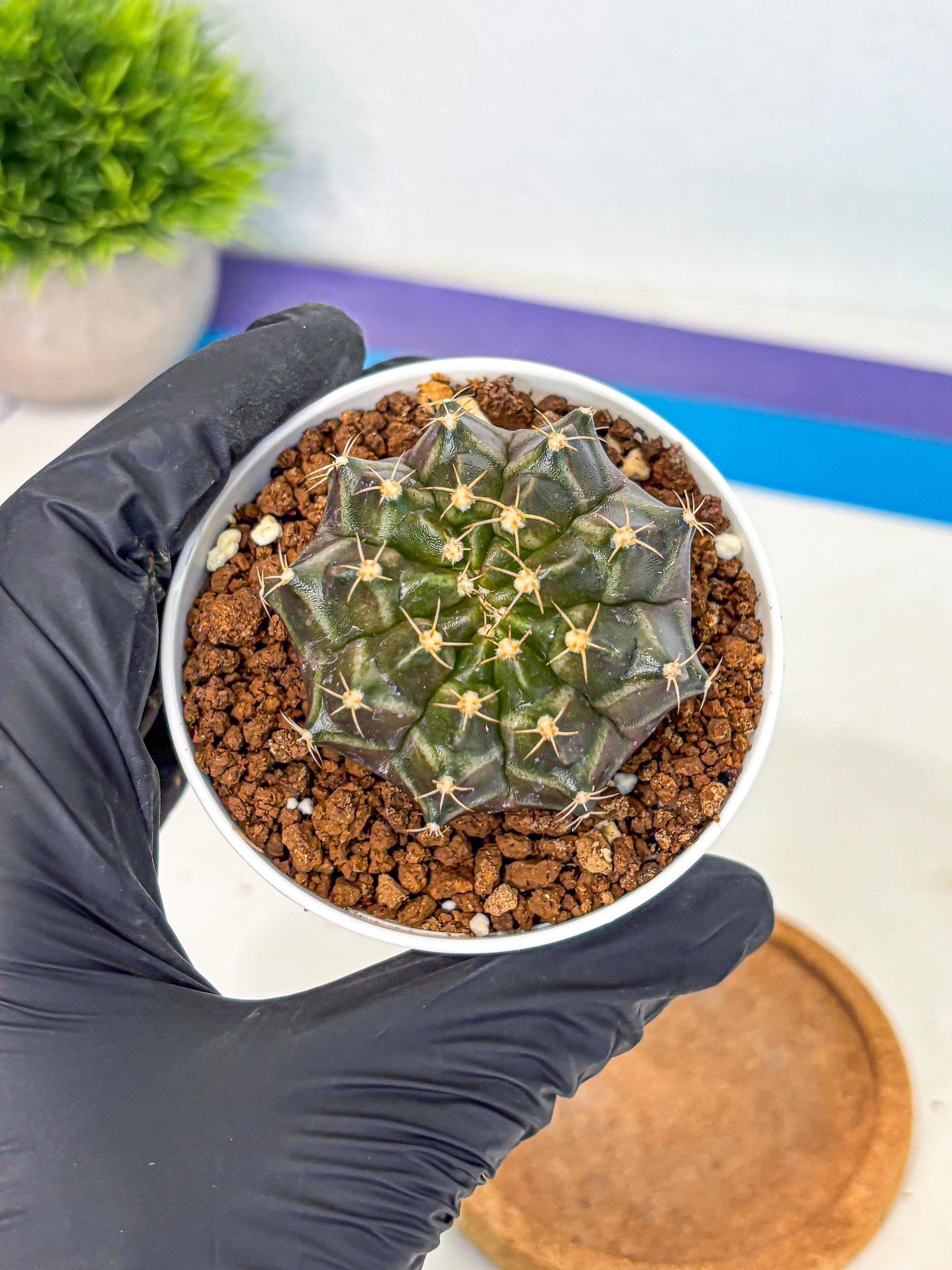 Gymnocalycium Neon (gy14) (p1) | Variegated cactus