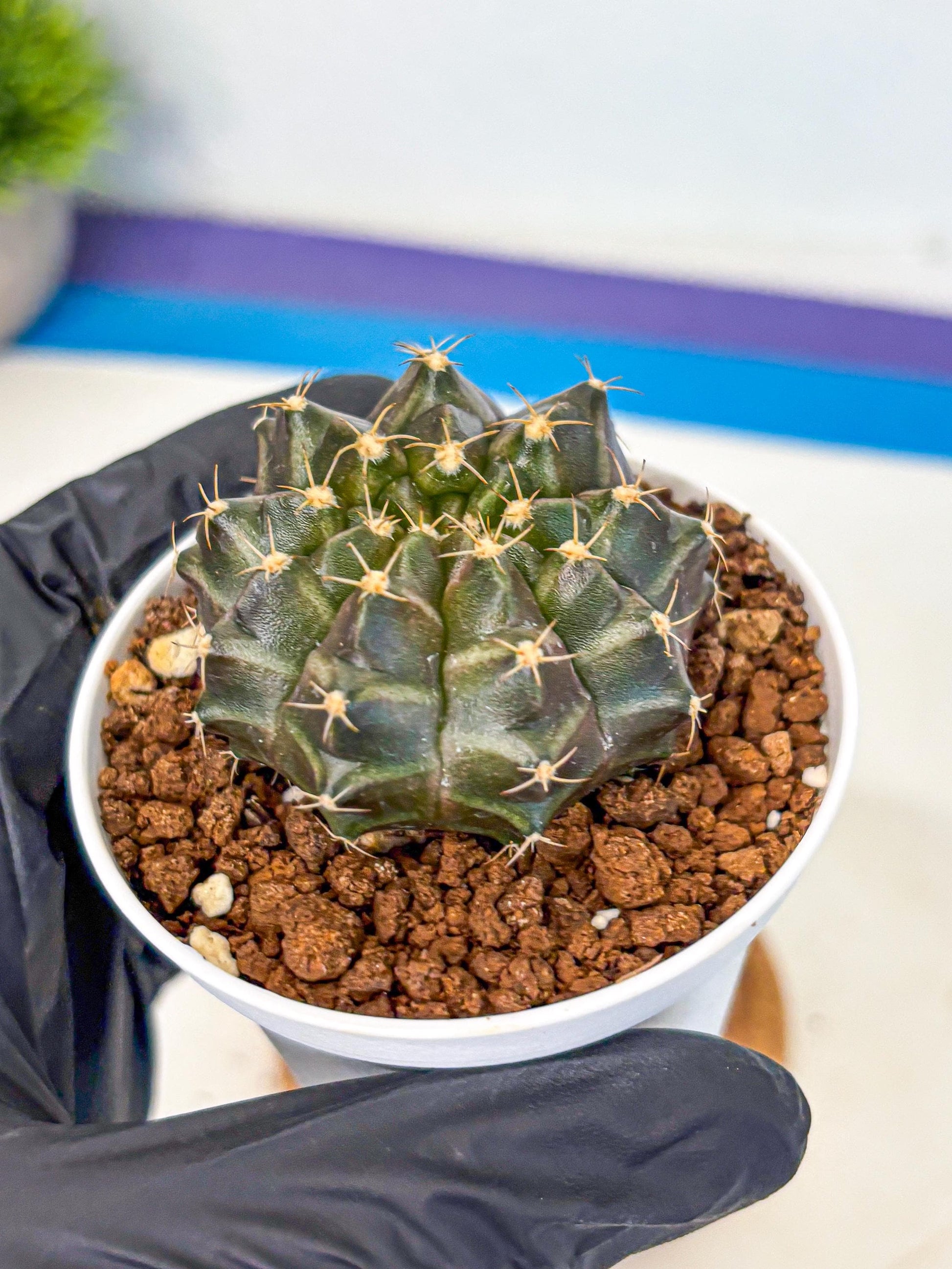Gymnocalycium Neon (gy14) (p1) | Variegated cactus